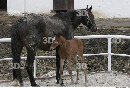 Whole Body Foal