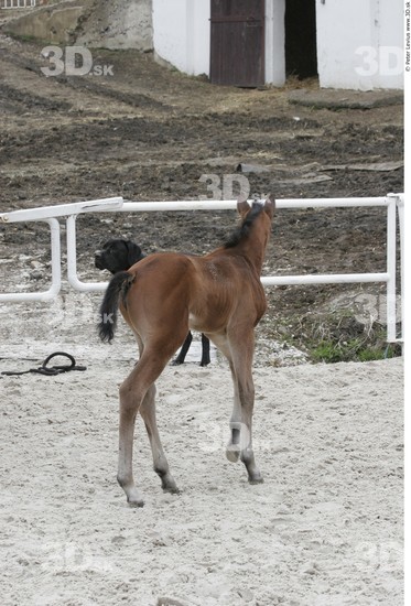 Whole Body Foal