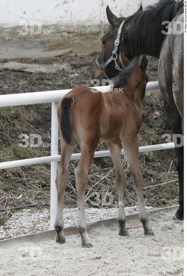 Whole Body Foal