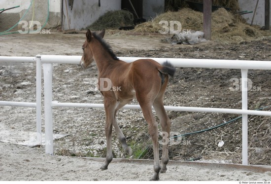 Whole Body Foal