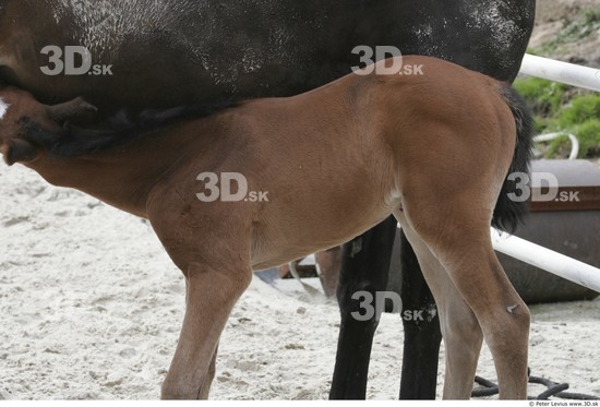 Upper Body Foal
