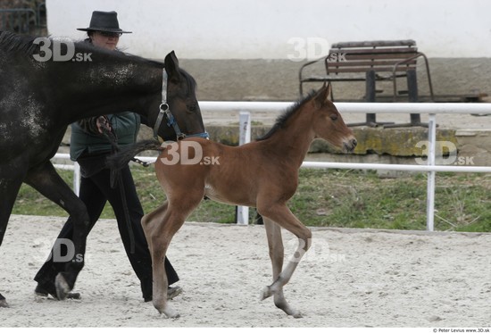 Whole Body Foal