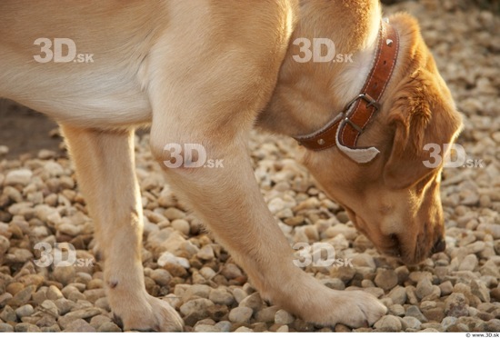 Calf Dog