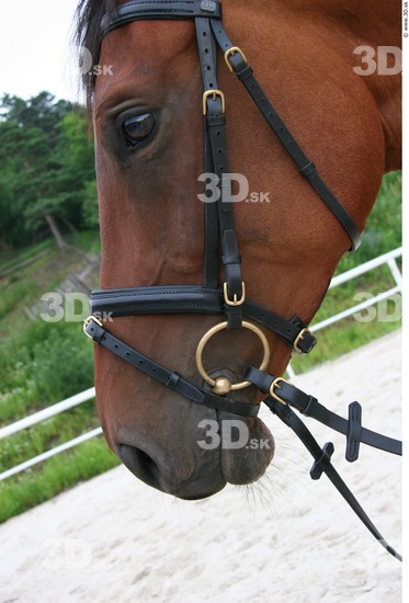 Face Whole Body Horse Animal photo references