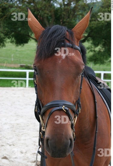 Whole Body Head Horse Animal photo references