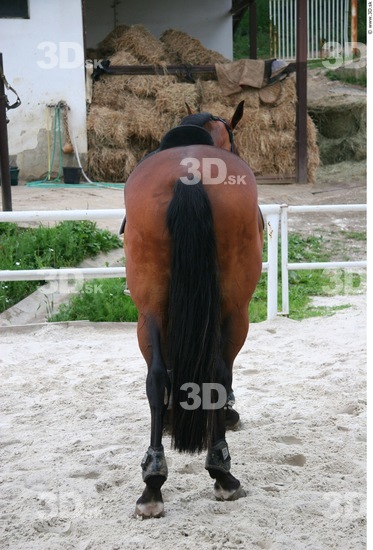 Whole Body Tail Horse Animal photo references