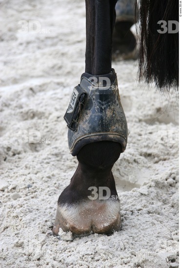Foot Whole Body Horse Animal photo references