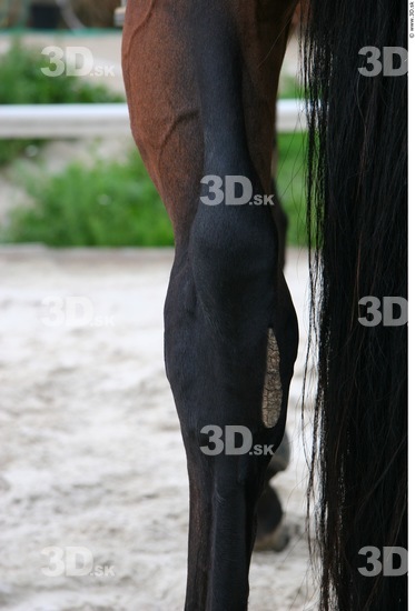 Knee Whole Body Horse Animal photo references