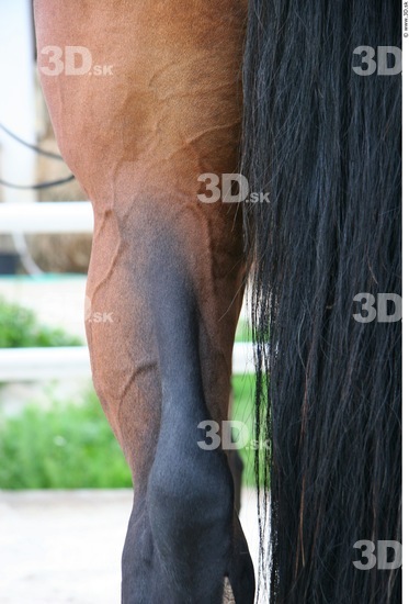 Thigh Whole Body Horse Animal photo references