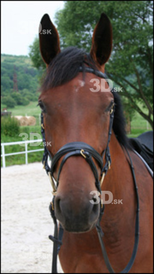 Whole Body Horse Animal photo references