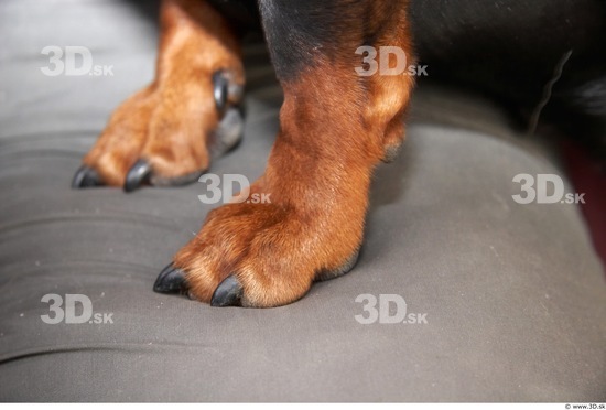 Foot Dog