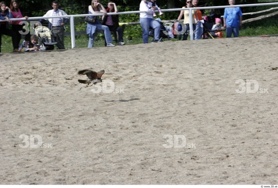 Whole Body Bird of Prey