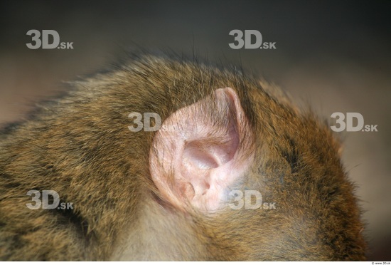 Ear Ape