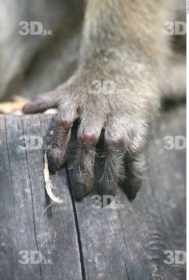 Hand Ape