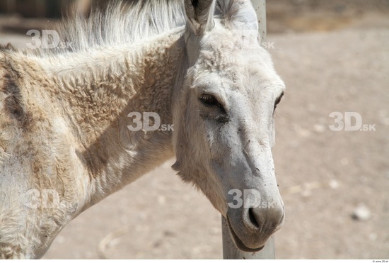 Head Donkey