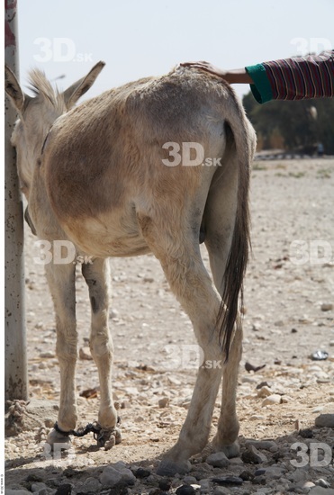 Leg Donkey