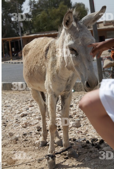 Head Donkey