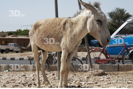 Head Donkey