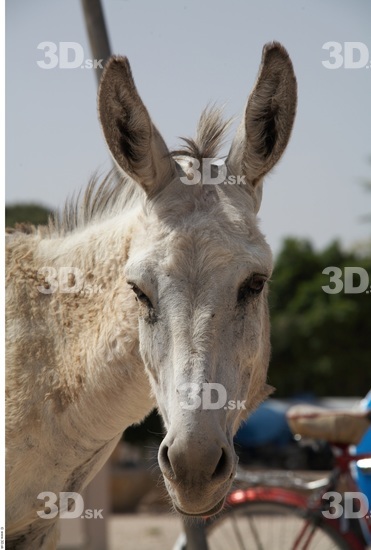 Head Donkey