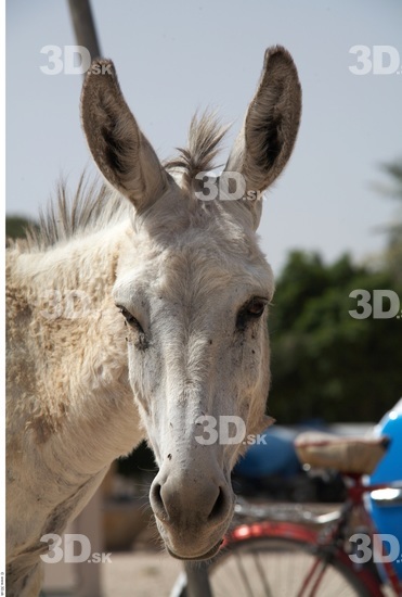 Head Donkey