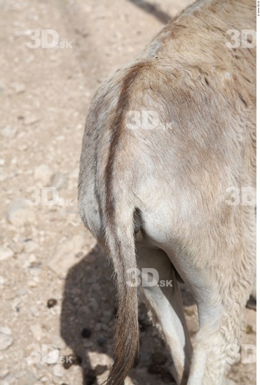 Bottom Donkey