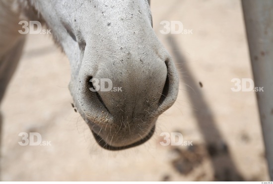 Nose Donkey