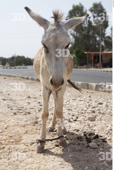 Head Donkey