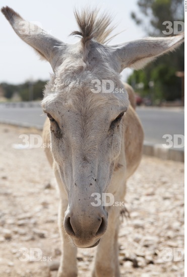 Head Donkey