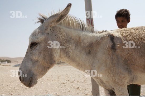 Head Donkey