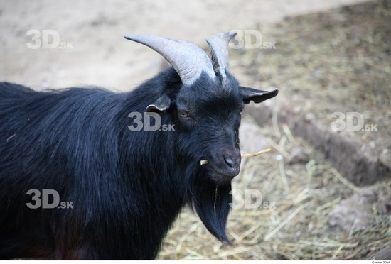 Head Goat