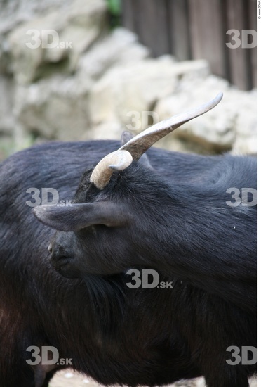 Head Goat