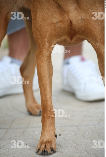 Leg Dog