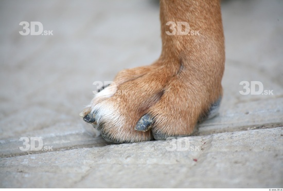 Foot Dog