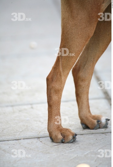 Leg Dog