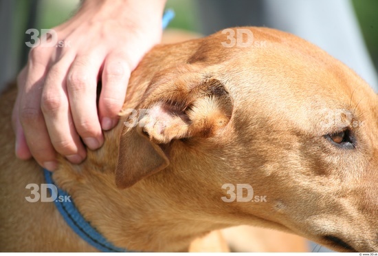 Ear Dog