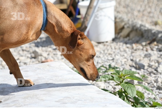 Head Dog