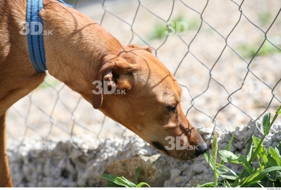 Head Dog