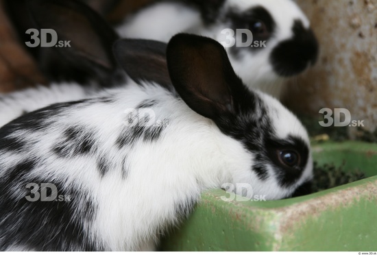 Head Rabbit