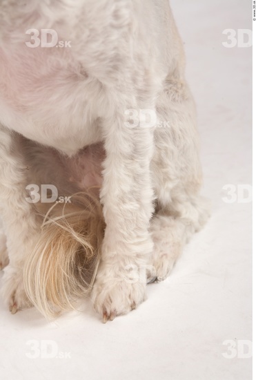 Leg Whole Body Dog Animal photo references