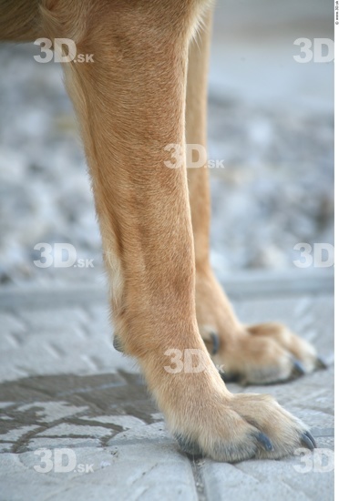 Calf Dog