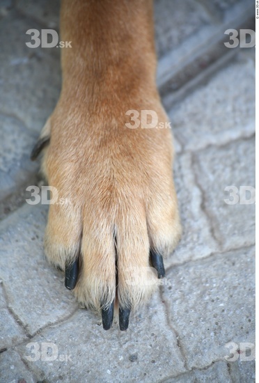 Foot Dog