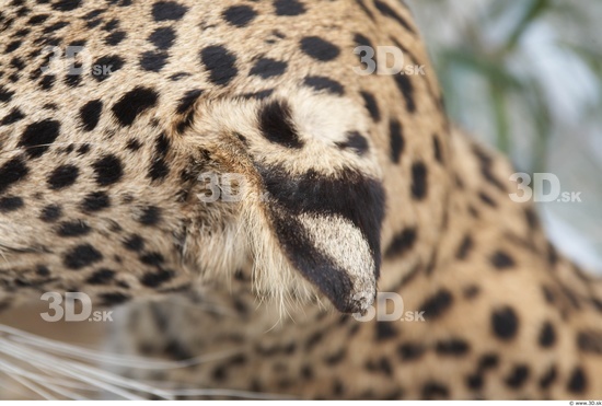 Leopard