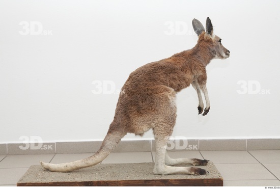 Whole Body Kangaroo