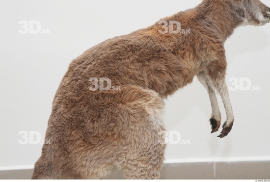 Upper Body Kangaroo