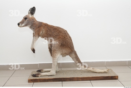 Whole Body Kangaroo