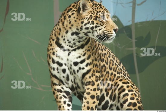 Neck Jaguar