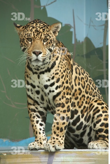 Head Jaguar