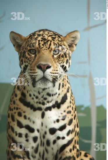 Head Jaguar