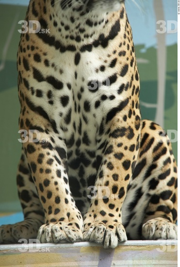 Leg Jaguar