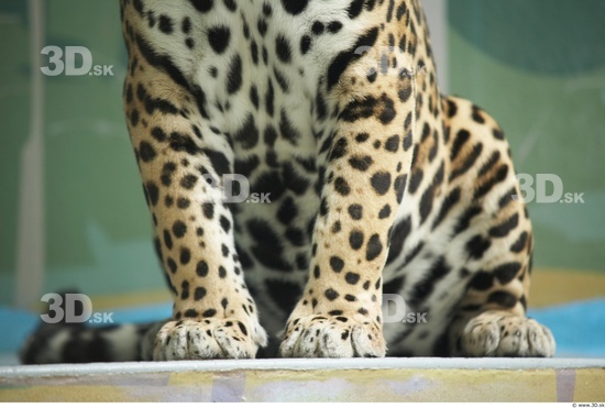 Leg Jaguar